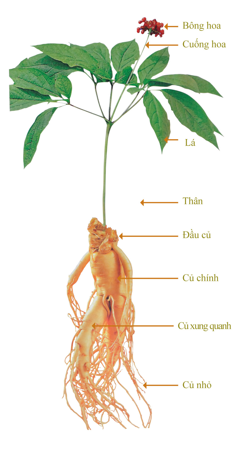 Hoa và quả Nhân Sâm có sử dụng được không ? 1