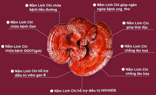 Nấm Linh Chi trị được bệnh gì và hiệu quả không ? 1