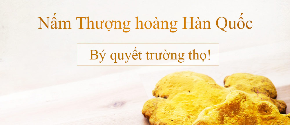 Nấm Thượng Hoàng Hàn Quốc có công dụng gì ??? 2