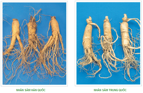  Hãy Cẩn trọng khi mua Sâm Tươi "Xách Tay" 2