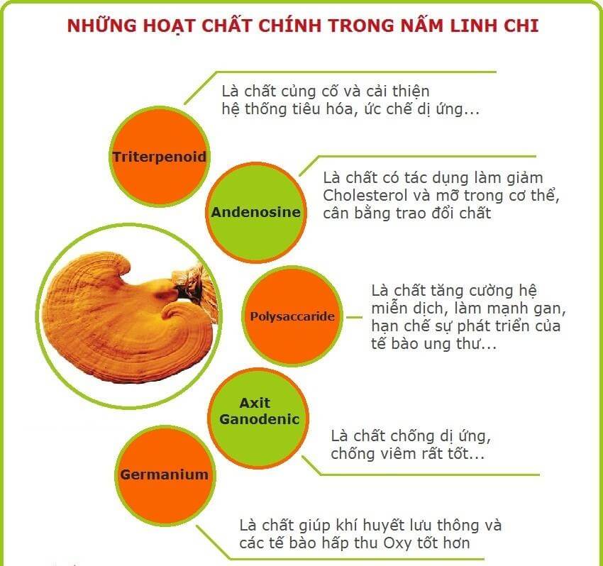 Nấm Linh Chi thần dược có thể hóa độc dược nếu dùng sai cách 2