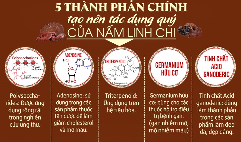 Nấm Linh Chi khi sử dụng sẽ tác động lên cơ thể như thế nào ? 3