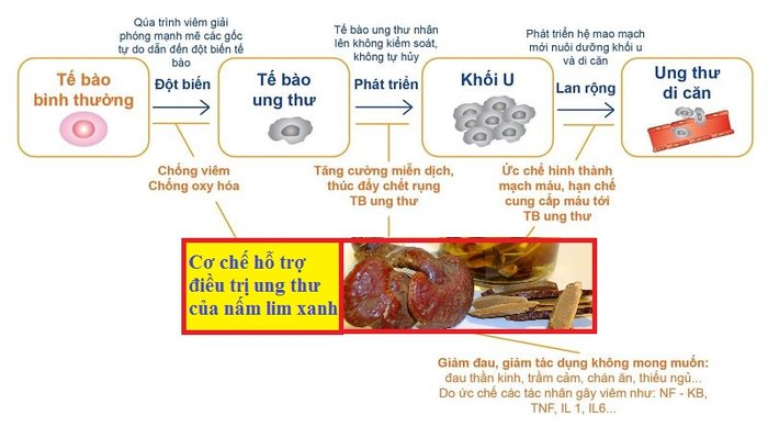 Dùng Nấm Lim xanh điều trị ung thư liệu có mang lại hiệu quả ? 2