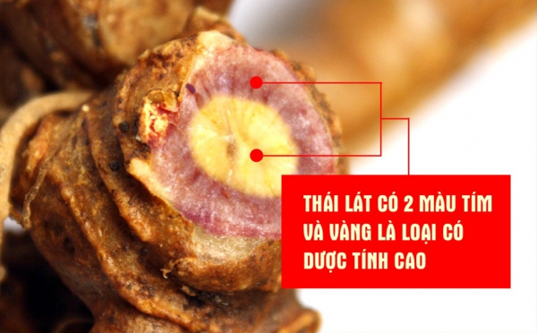 Vì sao Sâm Ngọc Linh chỉ có ở Việt Nam ? 7