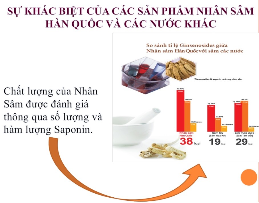 Đặc điểm khác nhau giữa Sâm Ngọc Linh, Triều Tiên và Hàn Quốc 4