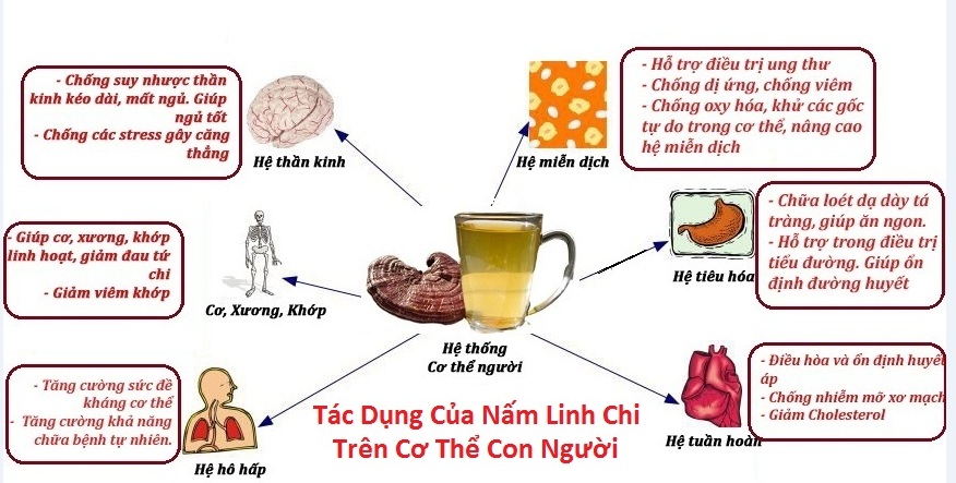 Hướng dẫn cách ngâm rượu nhân sâm với nấm linh chi 3