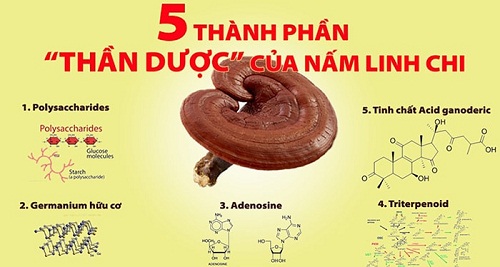 Nấm Linh Chi Thái Lát mang lại những tác dụng gì ? 3