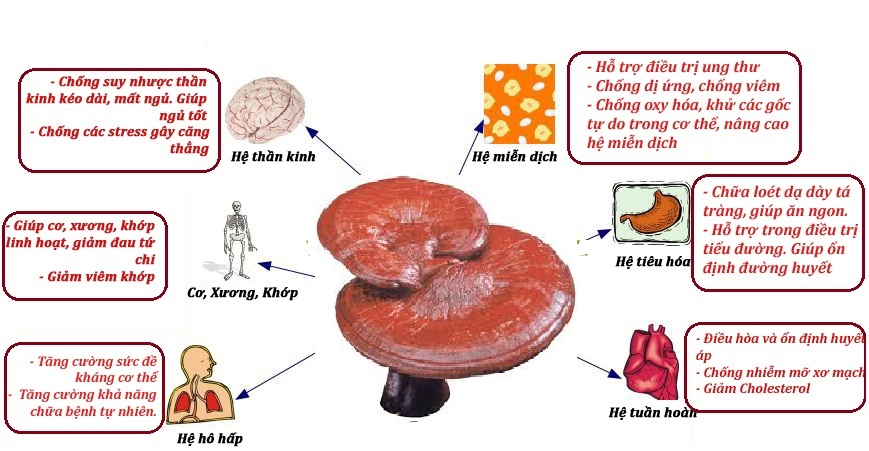 Bật mí cách điều trị ung thư trực tràng bằng nấm lim xanh 3