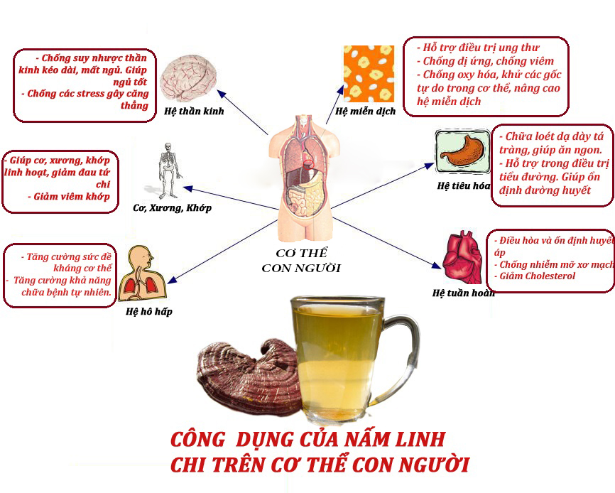 Công dụng ít ai biết đến của linh chi đối với người bệnh thận 3