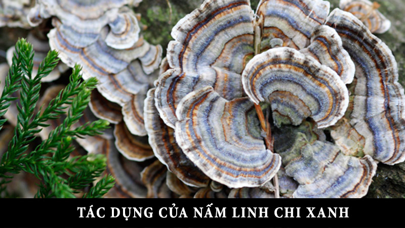 Nấm linh chi xanh có trị được ung thư như lời đồn thổi ??? 2