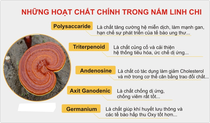 Có bằng chứng nghiên cứu nào về công dụng của nấm linh chi hay không? 2