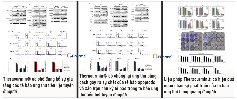 Nấm Linh Chi được dùng như "phương thuốc" tăng cường sức khỏe 3