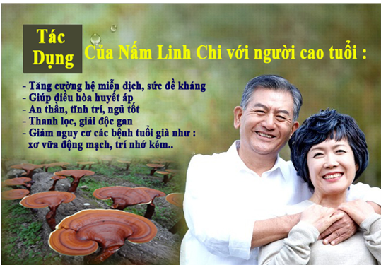 Nấm linh chi có thực sự tốt cho người già ??? 1