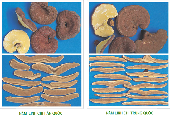Bật mí cách nhận diện ngay nấm linh chi Hàn Quốc và Trung Quốc 1