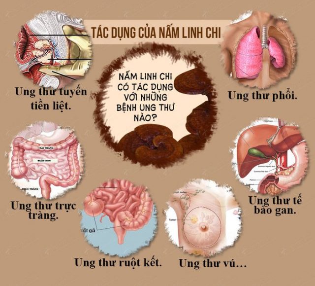 Giá trị dinh dưỡng của nấm linh chi đỏ trong việc tăng sức đề kháng cho bệnh nhân HIV 4