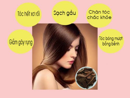 Bài thuốc hỗ trợ điều trị rụng tóc từ dược liệu linh chi 1