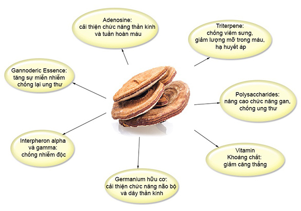 Chia sẻ ngay công thức ngâm rượu với nấm núi đá 5