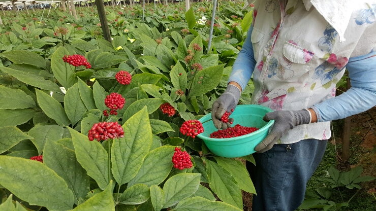 Khám phá quy trình gieo trồng, chăm sóc và thu hoạch nhân sâm 2