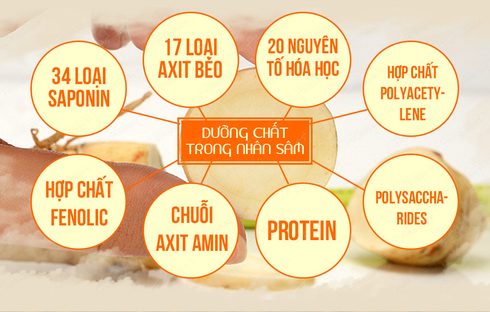 Thành phần dinh dưỡng, công dụng của nhân sâm và những lưu ý về đối tượng không nên dùng 3